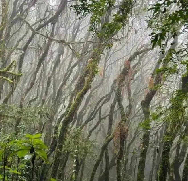 专家解读为何哀牢山是禁区(哀牢山区山有多高水有多高的原因)